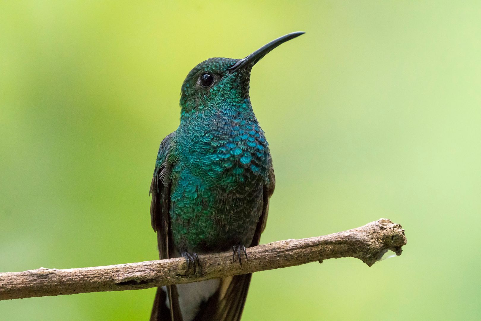 Avistamiento de Aves / Bird watching 