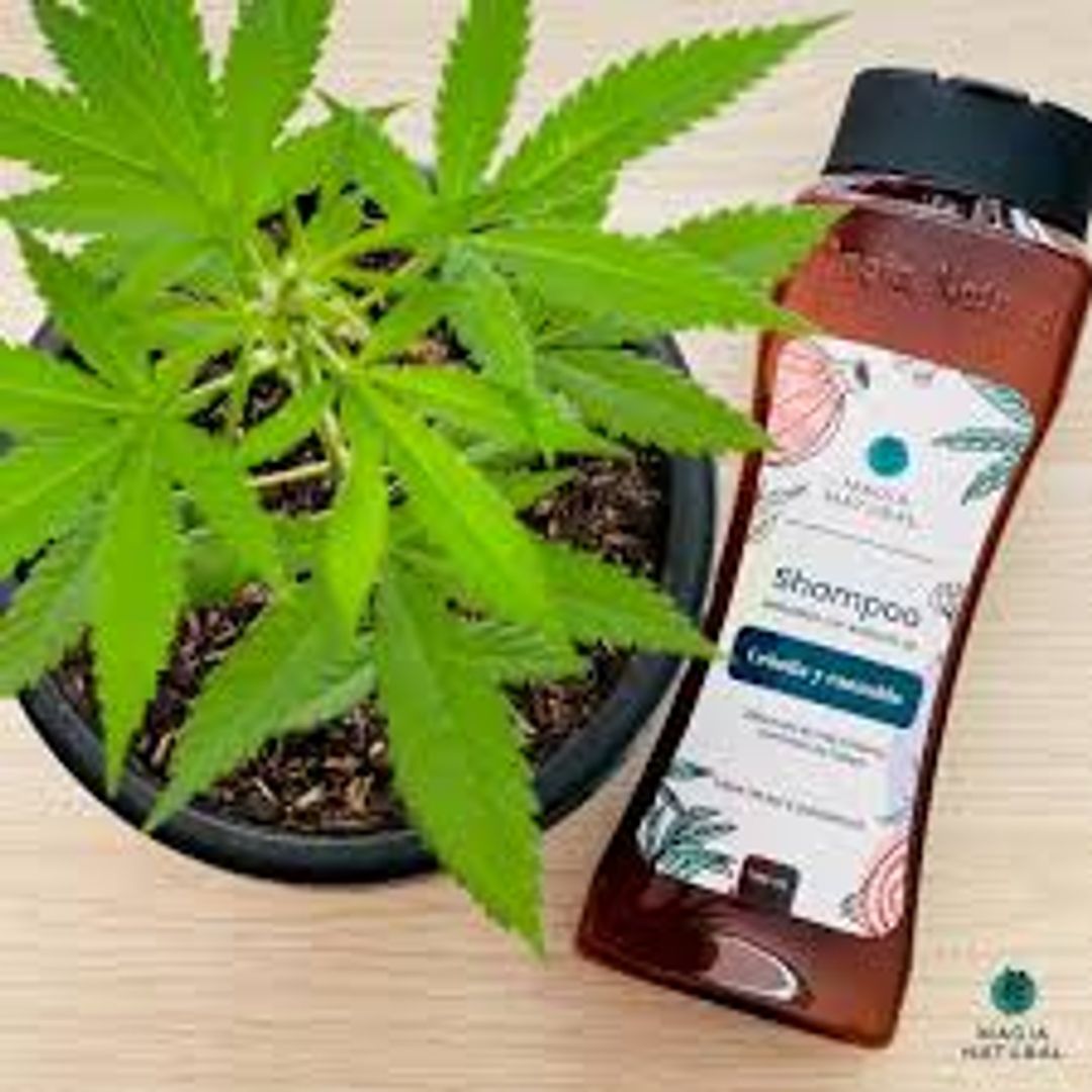SHAMPOO ANTICAIDA CON CEBOLLA Y CANNABIS MAGIA NATURAL 500 ML