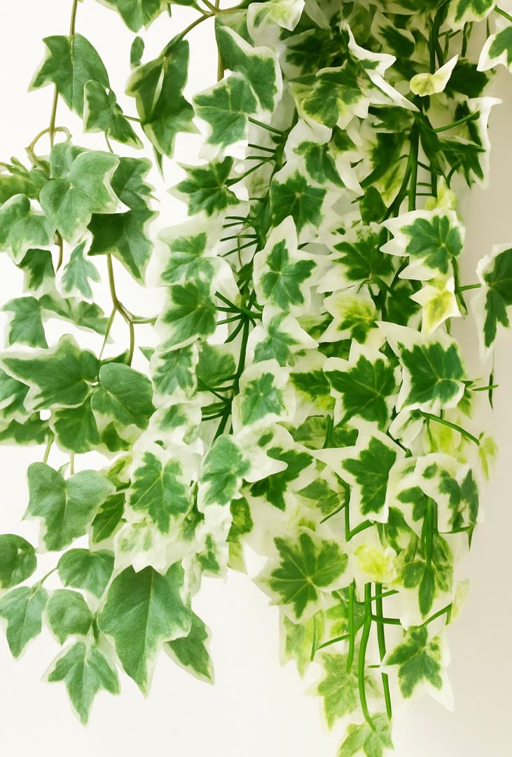 Hiedra Verde /Planta Colgante 