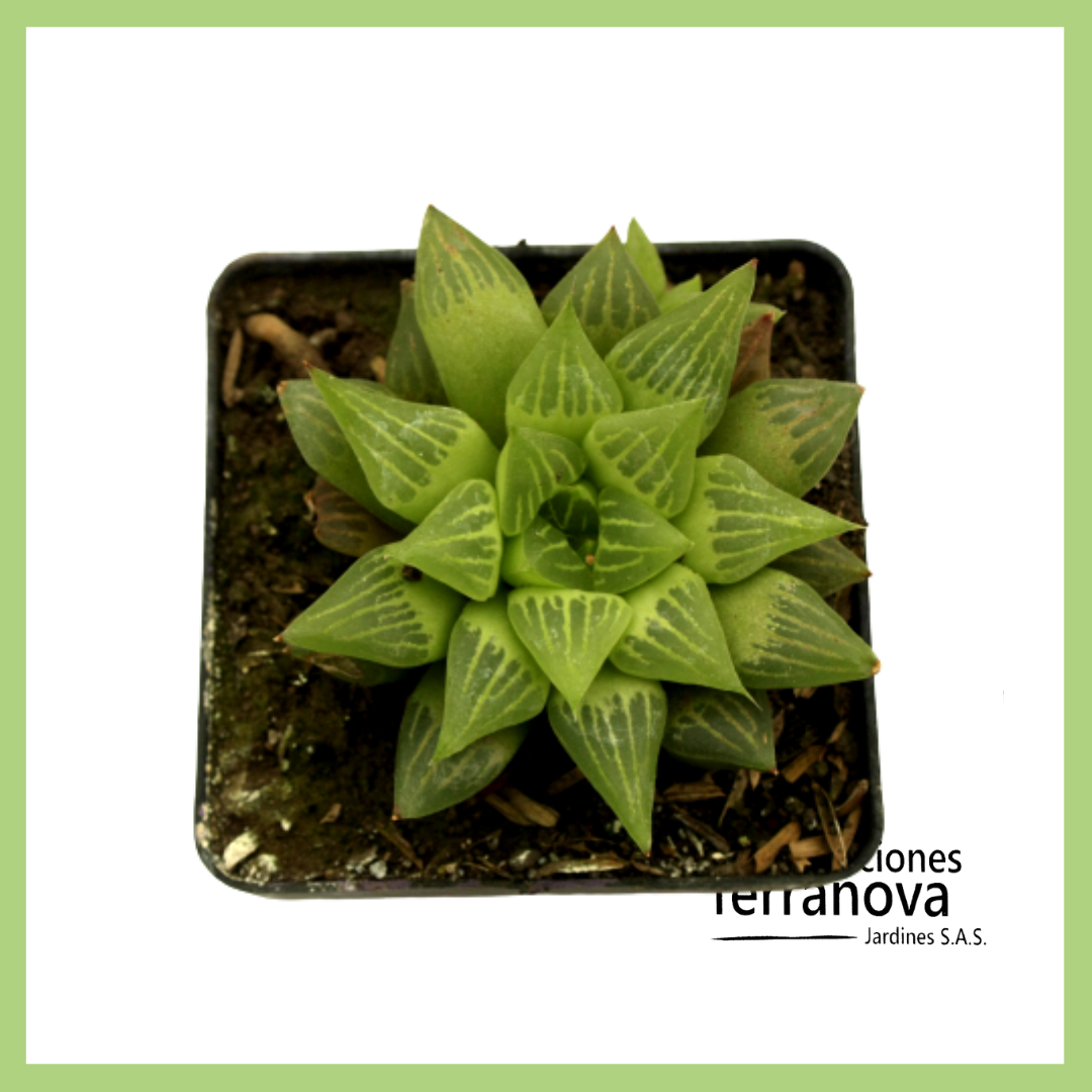 HAWORTHIA RETUSA