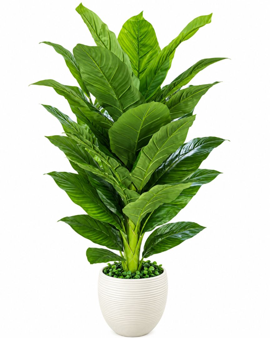 PLANTA DE HOJA GRANDE