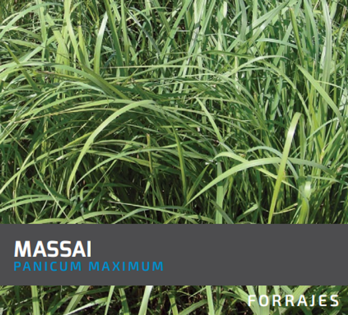 Massai Guinea Panicum Maximum  x Kilo