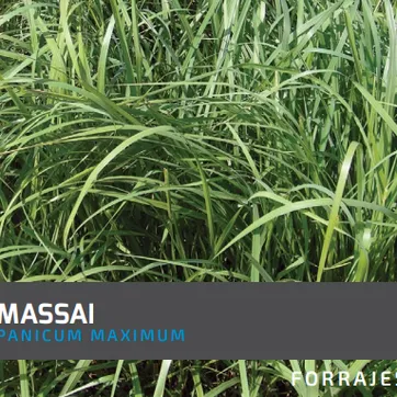 Massai Guinea Panicum Maximum  x Kilo - imagen 1