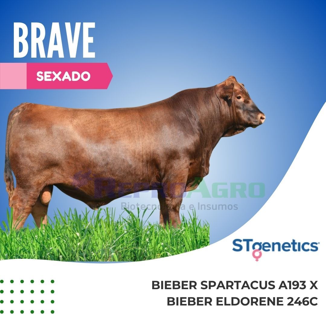 BRAVE SEXADO HEMBRA