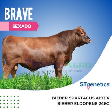 BRAVE SEXADO HEMBRA - imagen 1