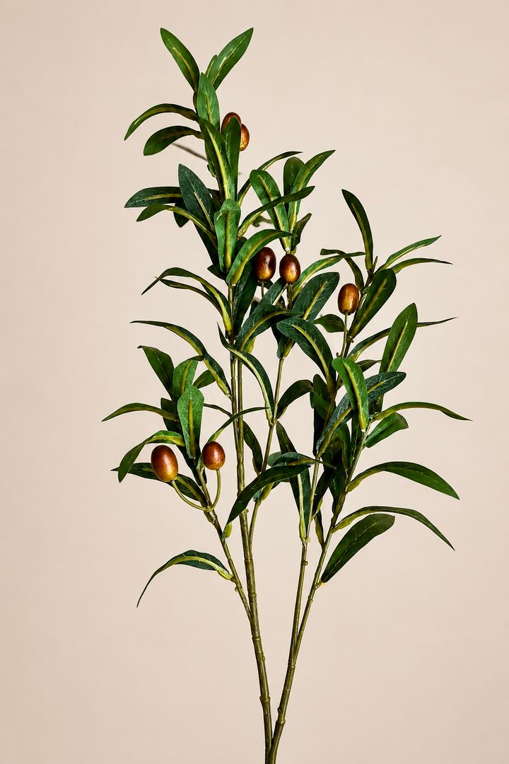 Rama de Olivo
