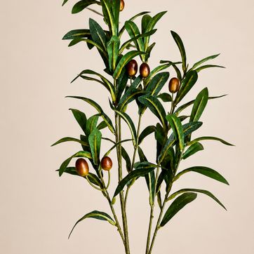 Rama de Olivo - imagen 1