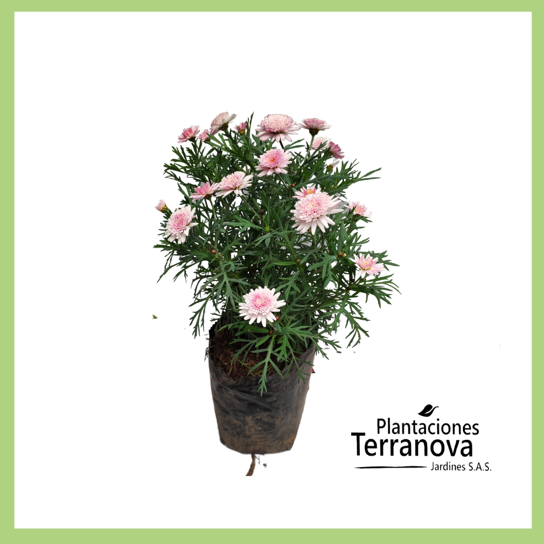 CRISANTEMO PINOCCHIO 