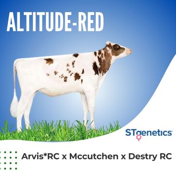 ALTITUDE-RED - imagen 1