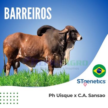 BARREIROS - imagen 1
