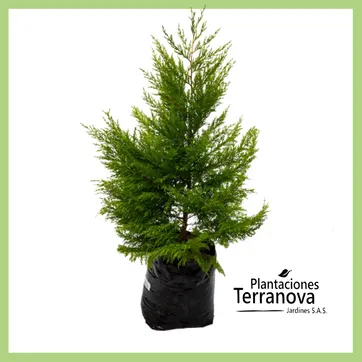 PINO LIMON  - imagen 1