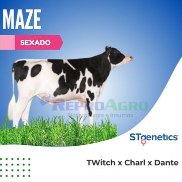 MAZE SEXADO - imagen 1