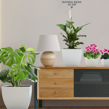 MATERA SIENA - imagen 4