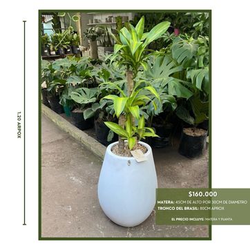 PROMO ELIGE TU FAVORITA - imagen 2