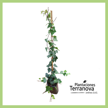 HIEDRA ENREDADERA - imagen 1