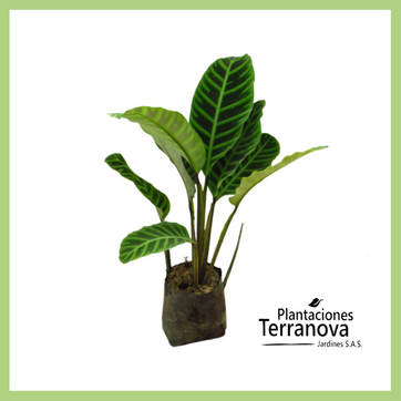 CALATHEA PANA - imagen 1