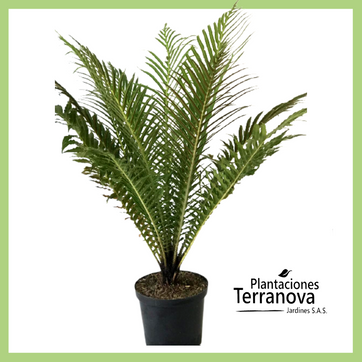 HELECHO MACHO - imagen 1