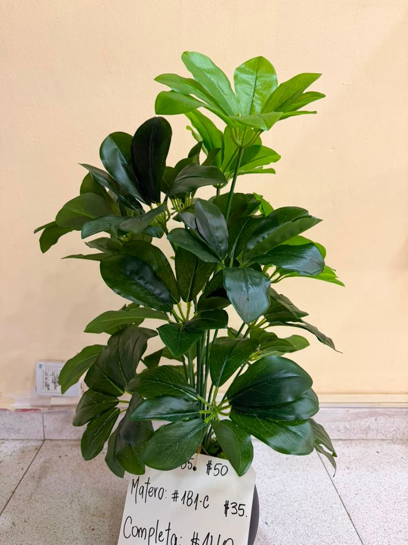 PLANTA PEQUEÑA CHEFLERA