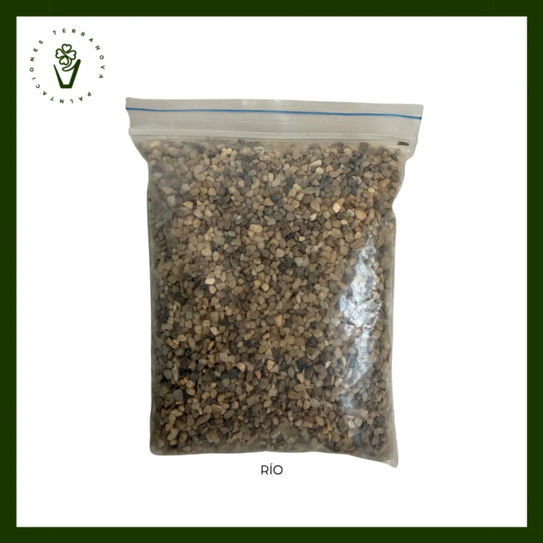 GRAVILLA PEQUEÑA