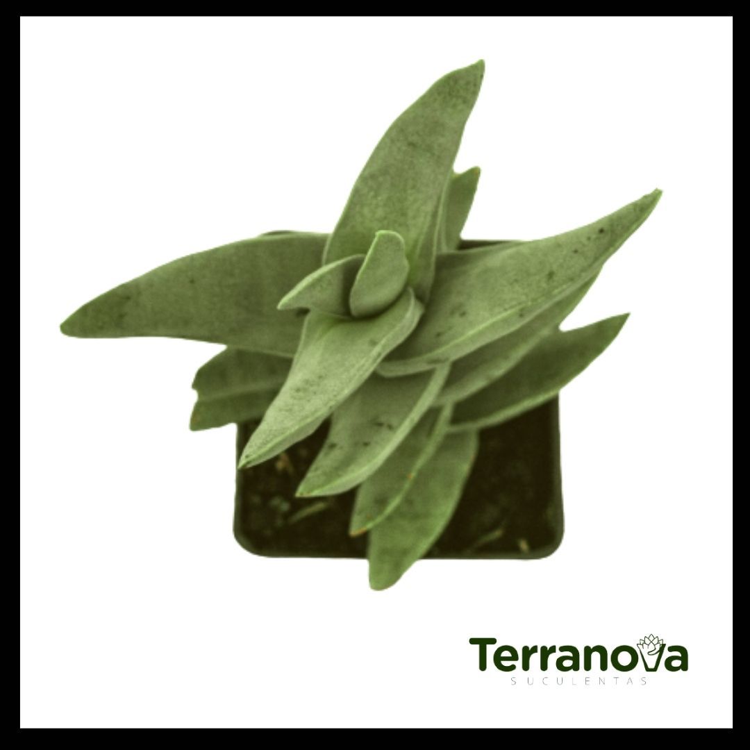 CRASSULA FALCATA