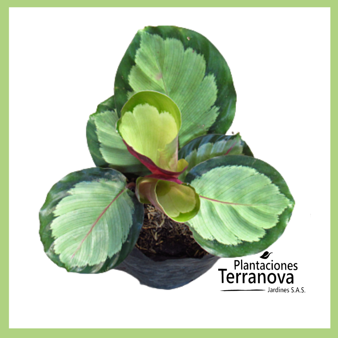 CALATHEA MEDALLION 1