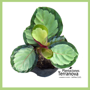 CALATHEA MEDALLION 1 - imagen 1