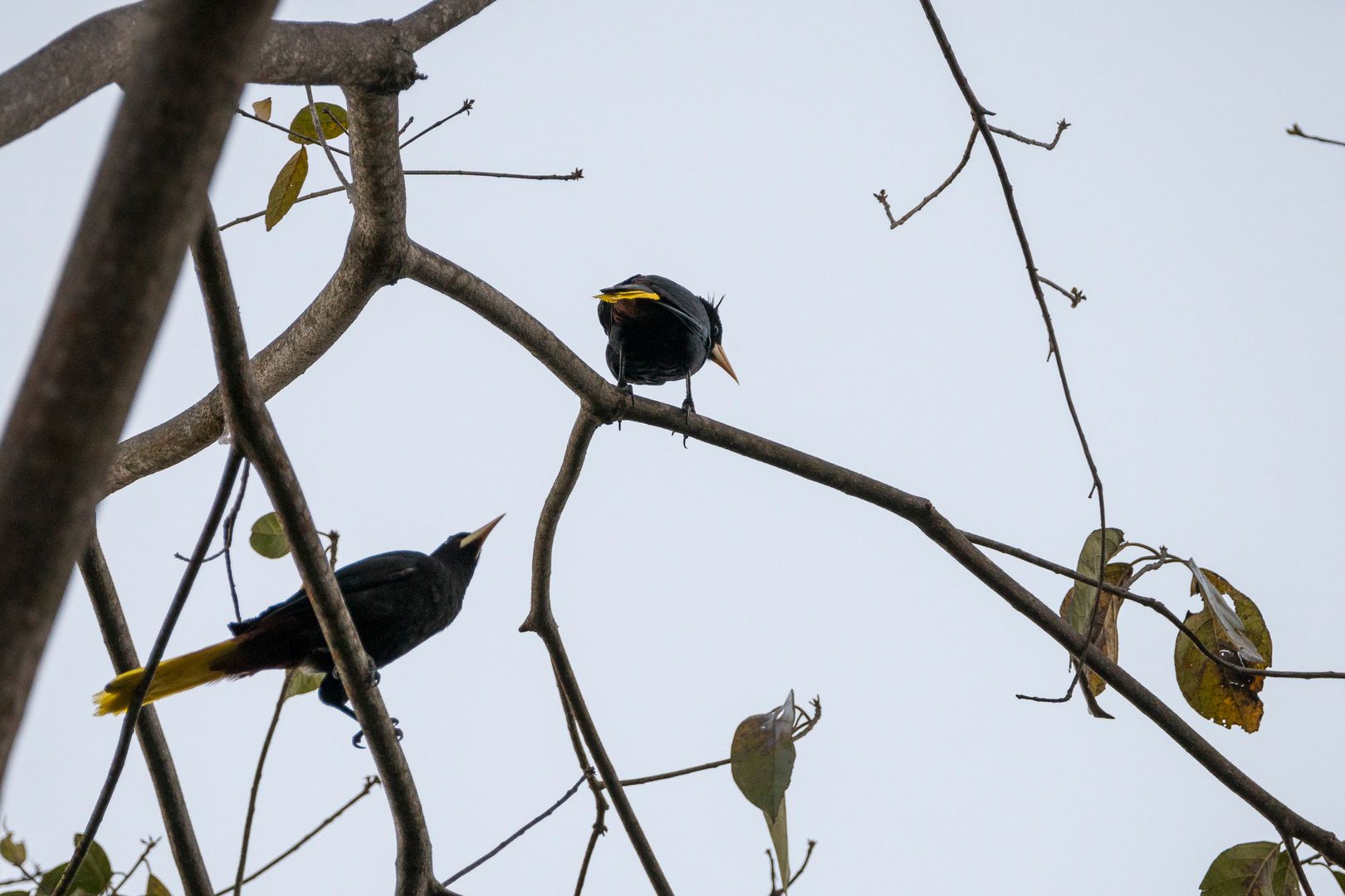 Avistamiento de Aves / Bird watching 