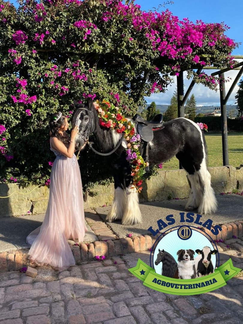 ALQUILER DE CABALLO PARA EVENTO