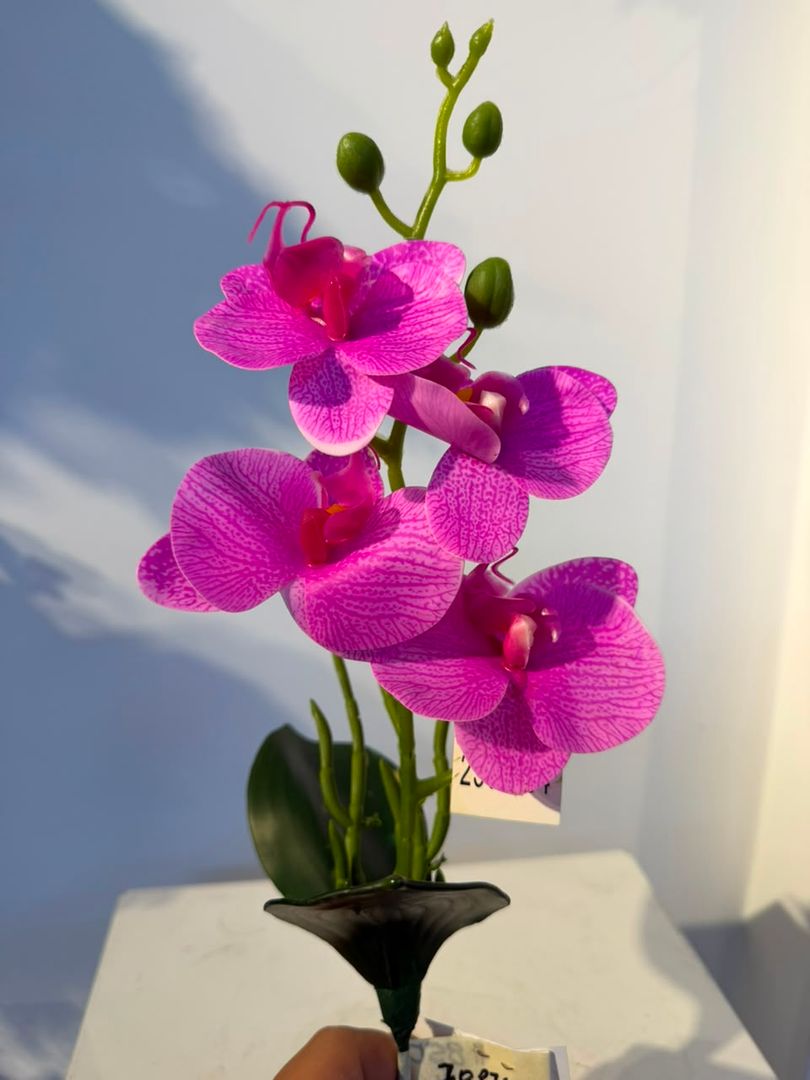 MINI PLANTA DE ORQUIDEA LATEX LILA