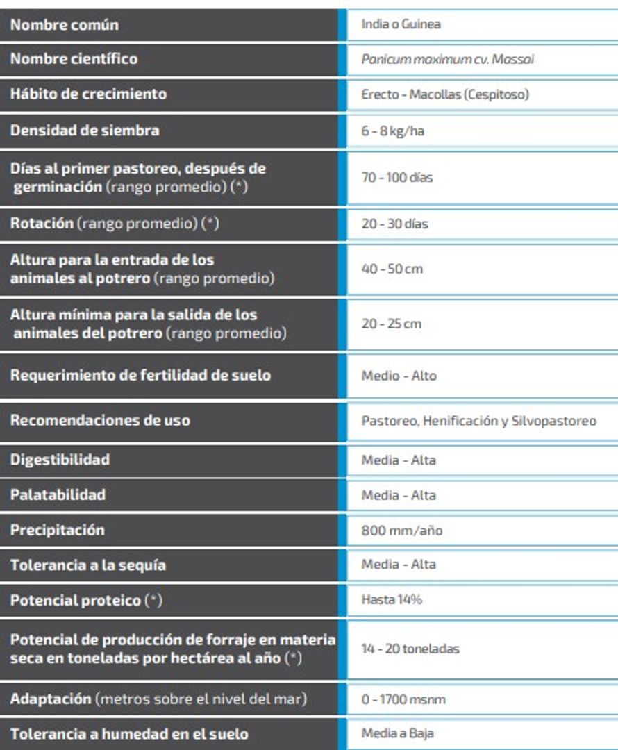 Massai Guinea Panicum Maximum  x Kilo
