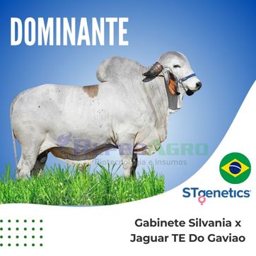 DOMINANTE - imagen 1