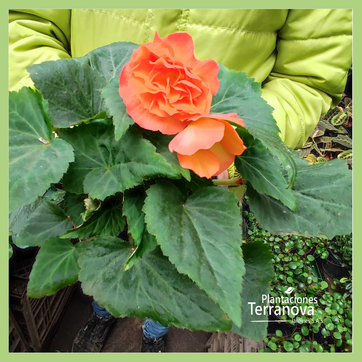 BEGONIA FLOR - imagen 3