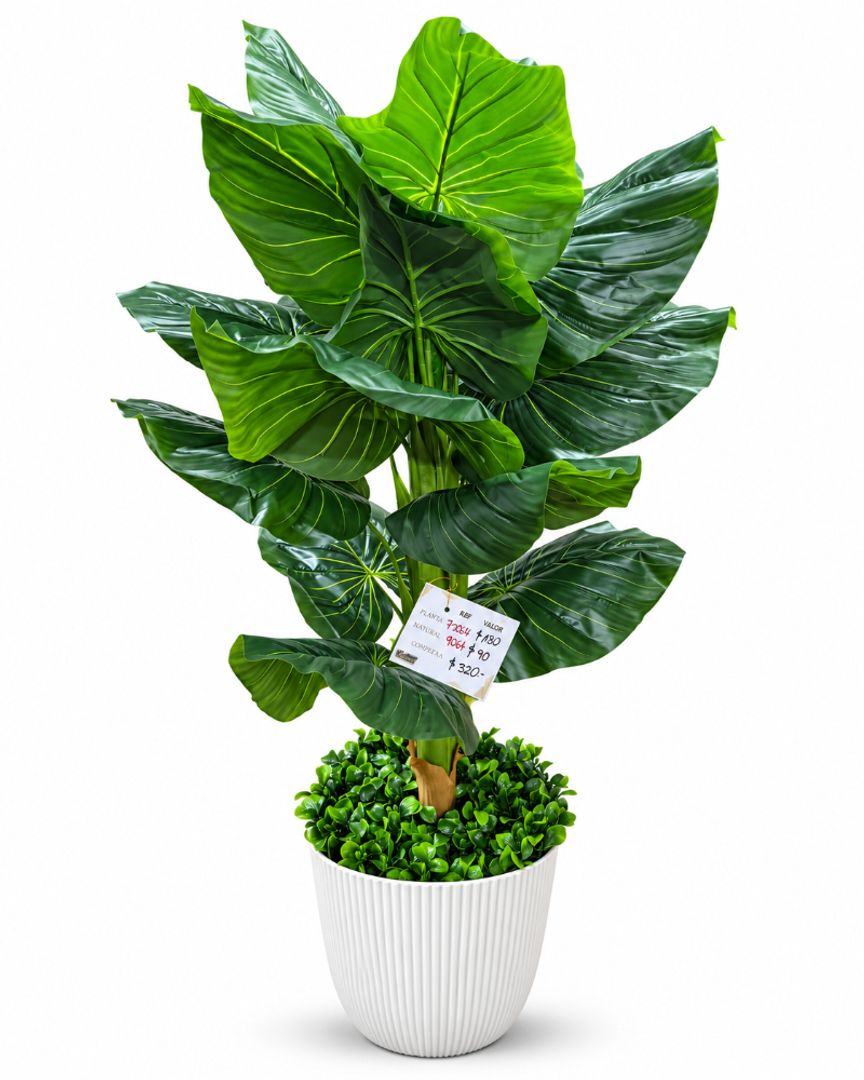 PLANTA HOJA CORAZON 1.30 METROS