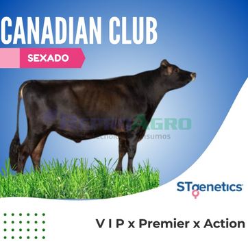 CANADIAN CLUB SEXADO - imagen 1