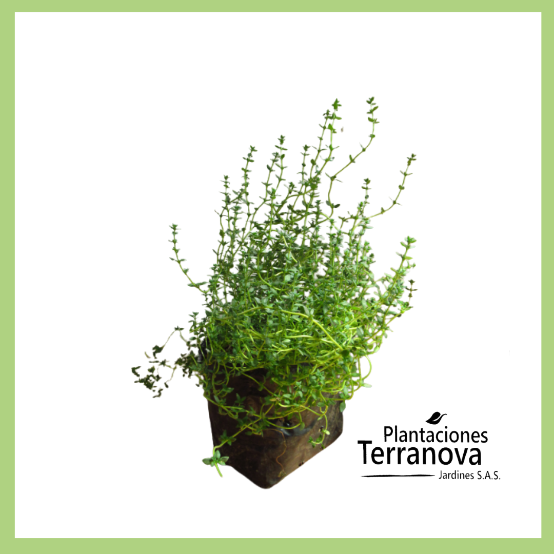 TOMILLO