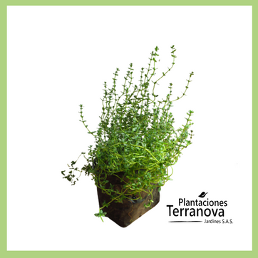 TOMILLO - imagen 1