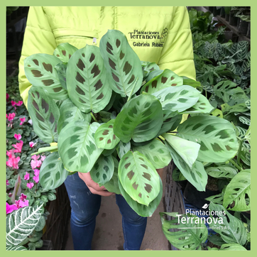 CALATHEA SOLDADITO - imagen 2