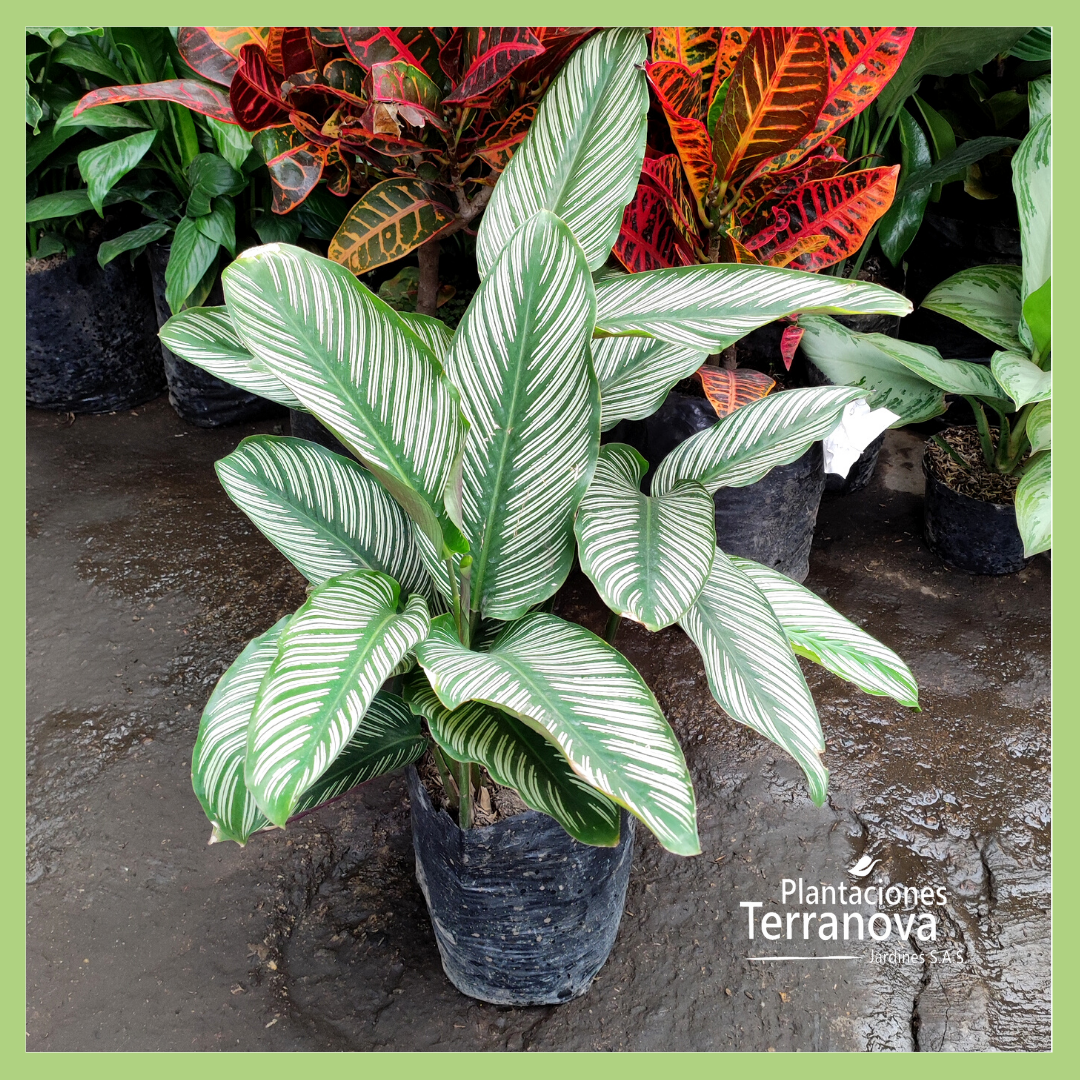 CALATHEA ORNATA GRANDE
