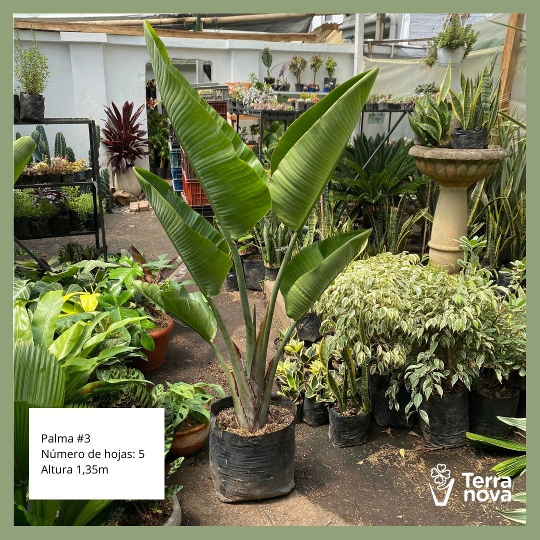 PALMA #3