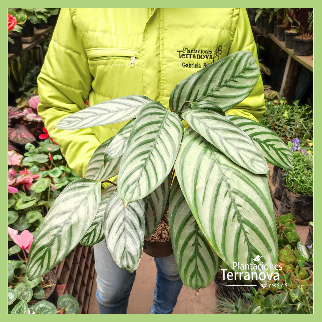 CALATHEA SP