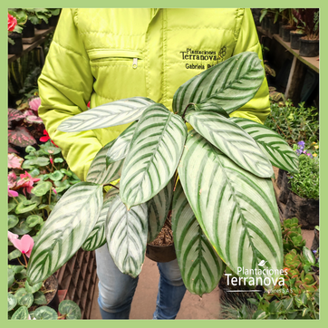 CALATHEA SP - imagen 2