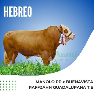 HEBREO - imagen 1