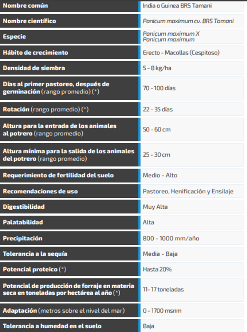 Tamani Guinea Panicum Maximum  (Híbrido) x Kilo