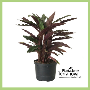 CALATHEA RUFIBARBA - imagen 1