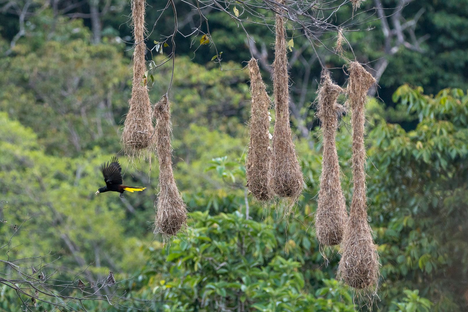 Avistamiento de Aves / Bird watching 