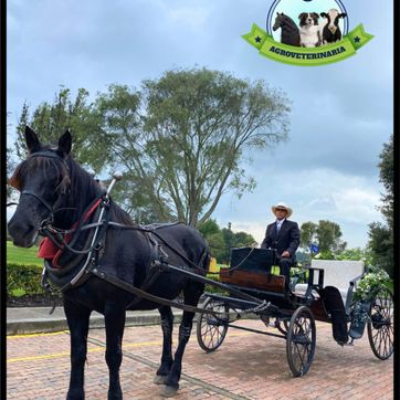 ALQUILER DE CARRUAJE CON CABALLO PARA EVENTO - imagen 1