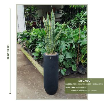 PROMO PLANTAS DE LUZ INDIRECTA  - imagen 2