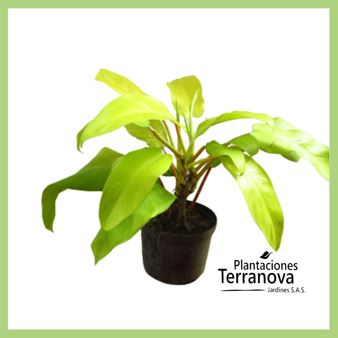 PHILODENDRON LIMON