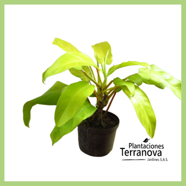 PHILODENDRON LIMON - imagen 1
