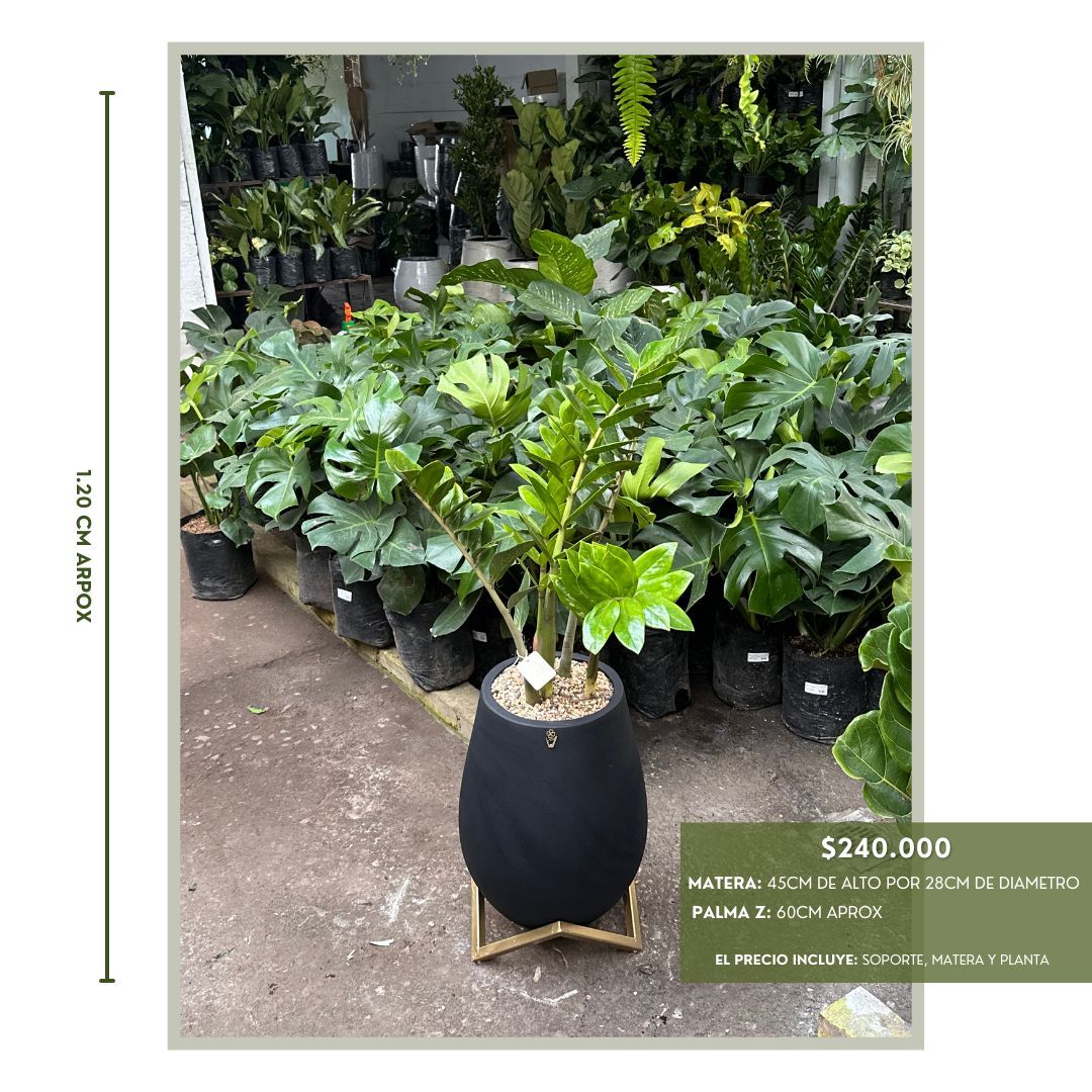 PLANTAS TENDENCIA PARA EL 2025